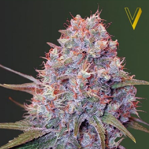 Victory Seeds - Caramelino
